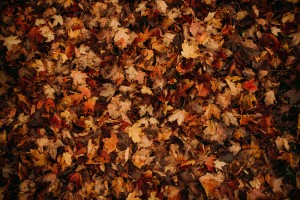 Feuilles mortes